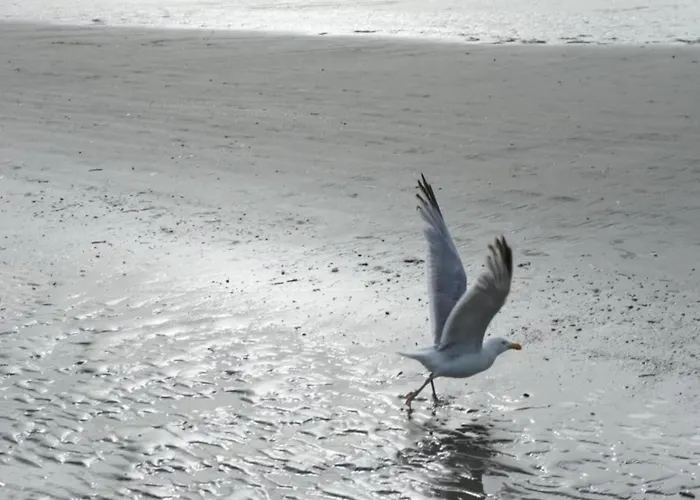 In Ostend With Stunning Sea View Apartment Koksijde